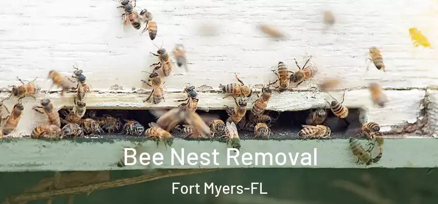 Bee Nest Removal Fort Myers-FL