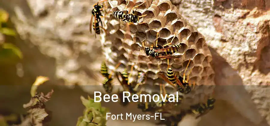 Bee Removal Fort Myers-FL
