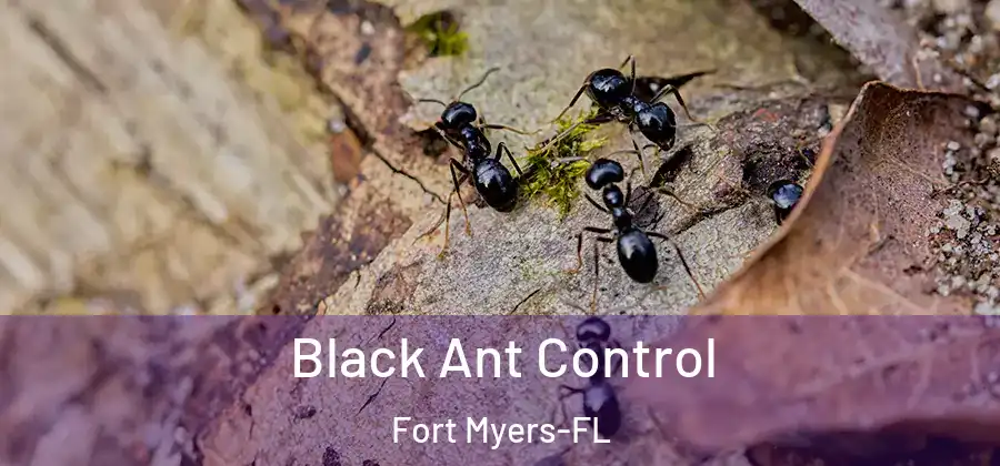 Black Ant Control Fort Myers-FL