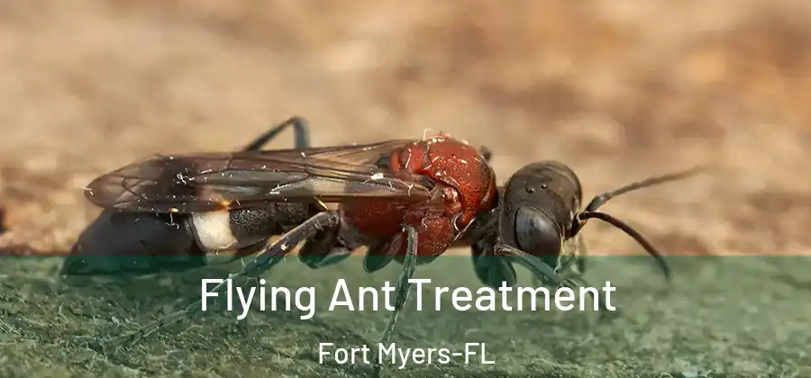 Flying Ant Treatment Fort Myers-FL