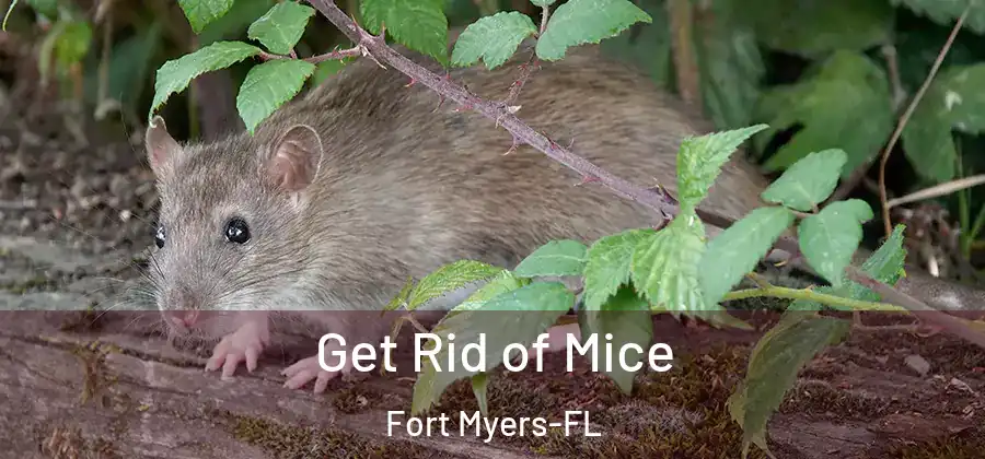 Get Rid of Mice Fort Myers-FL