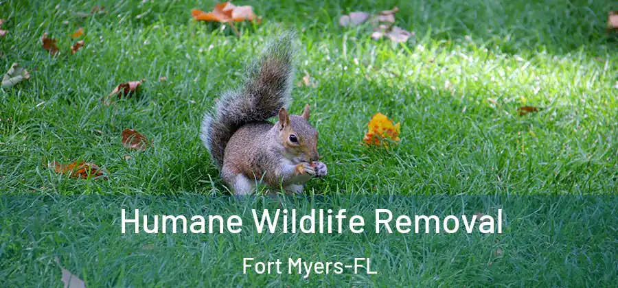 Humane Wildlife Removal Fort Myers-FL