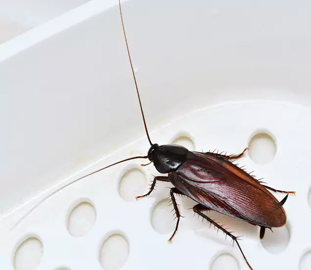 Trusted Cockroach Exterminator: Your Roach Control Services in Fort Myers, FL