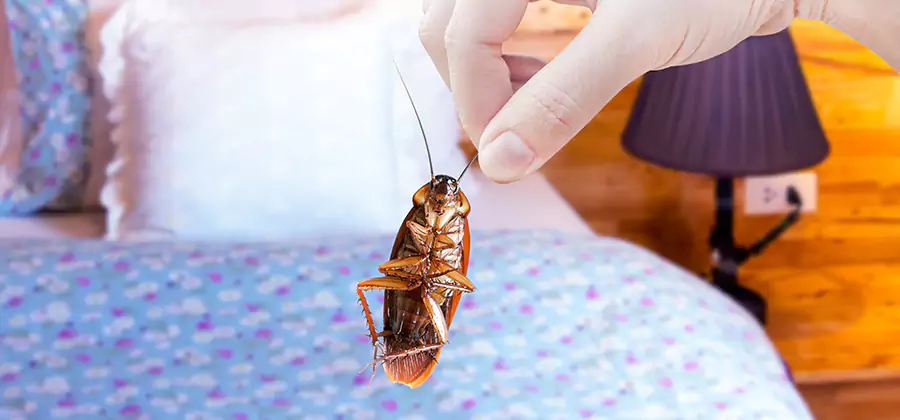 Fast Roach Elimination in Fort Myers