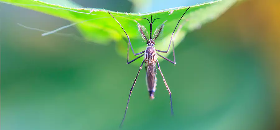 Pest and Mosquito Control for Yard and Patio in Fort Myers