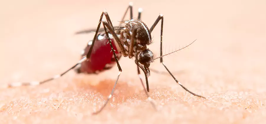 Pond Mosquito Control and Water Treatment in Fort Myers