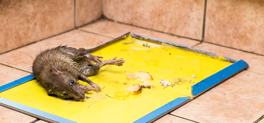 Mouse and Rat Control in Fort Myers