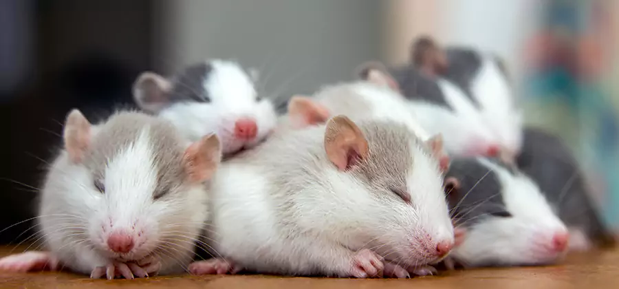 Rat Infestation Exclusion Service in Fort Myers
