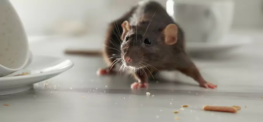 Attic Rat Exclusion Service in Fort Myers