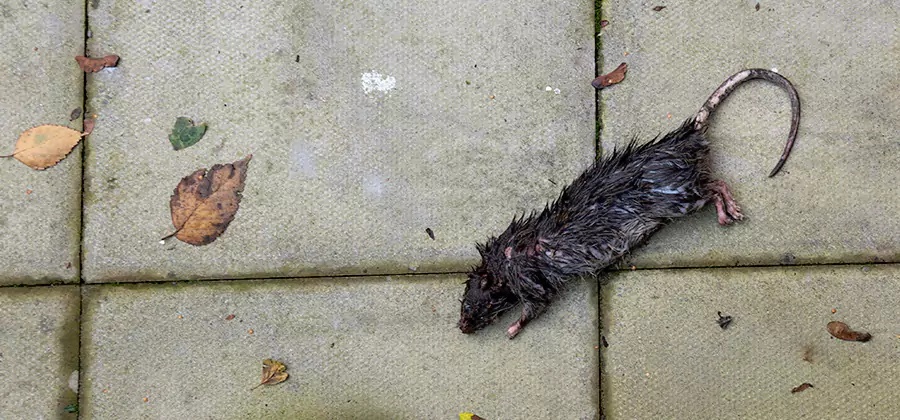 Rodent inspection service in Fort Myers