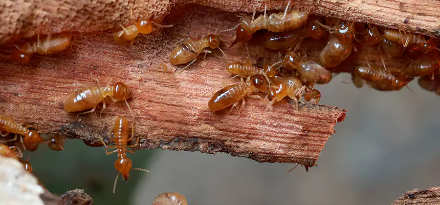 Perimeter Soil Termite Treatment in Fort Myers