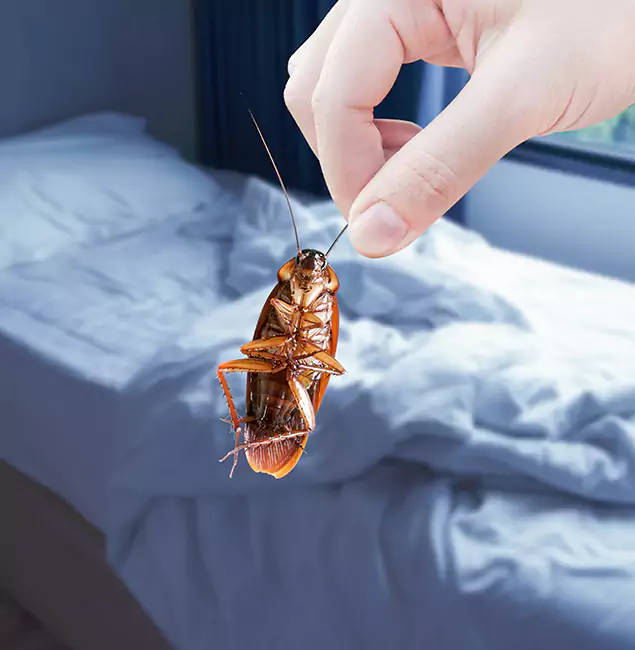 Why Choose Fort Myers Pest Control Pro for Bed Bug Extermination in Fort Myers, FL?