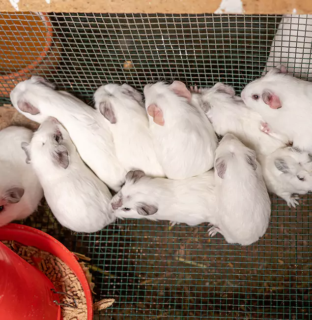 Why Fort Myers Pest Control Pro Is the Trusted Choice in Fort Myers, FL?