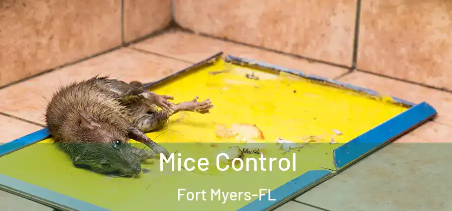  Mice Control Fort Myers-FL