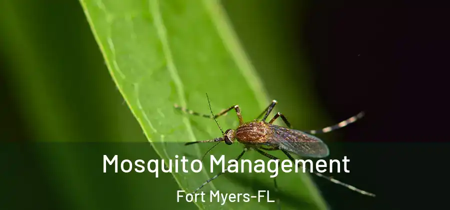Mosquito Management Fort Myers-FL