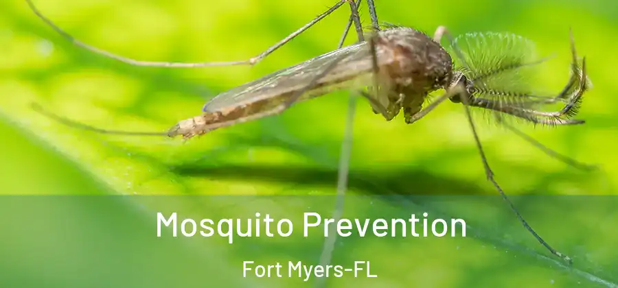 Mosquito Prevention Fort Myers-FL