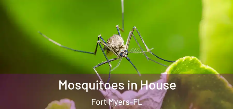  Mosquitoes in House Fort Myers-FL