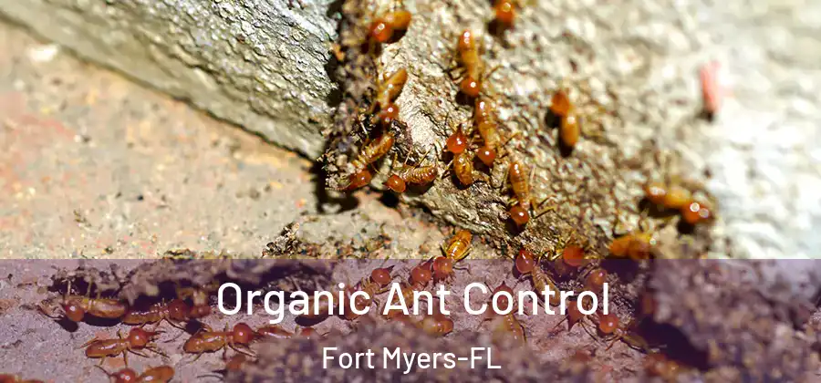 Organic Ant Control Fort Myers-FL