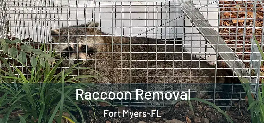 Raccoon Removal Fort Myers-FL
