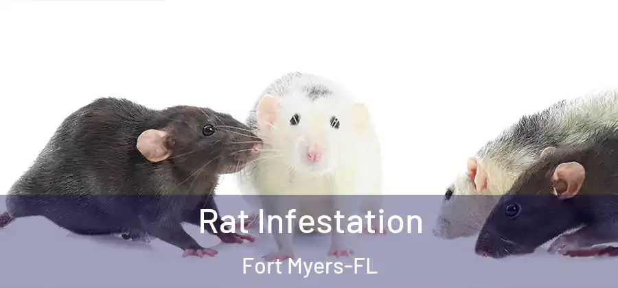  Rat Infestation Fort Myers-FL