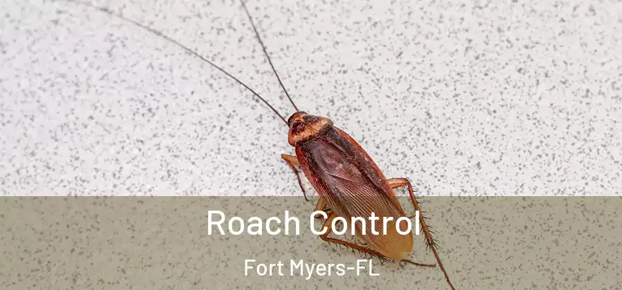  Roach Control Fort Myers-FL