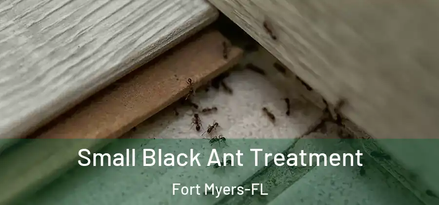 Small Black Ant Treatment Fort Myers-FL