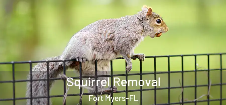 Squirrel Removal Fort Myers-FL