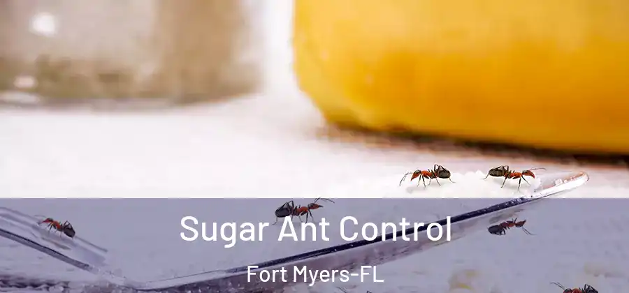 Sugar Ant Control Fort Myers-FL