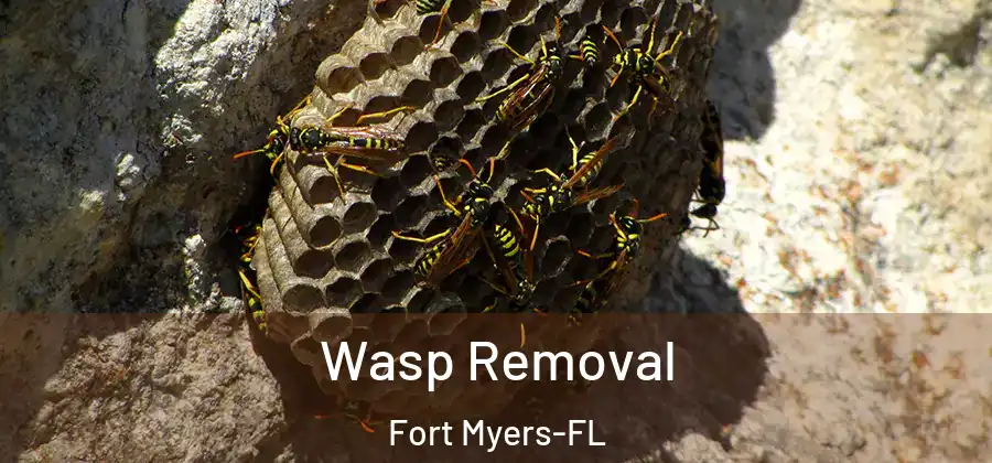  Wasp Removal Fort Myers-FL